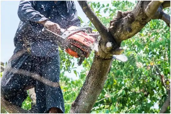 tree services Hood River